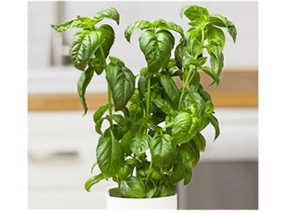 Bild von Samenkapsel: Basilikum