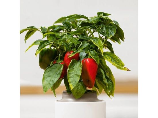 Bild von Samenkapsel: Rote Mini-Paprika